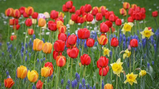 Top Spring Picks