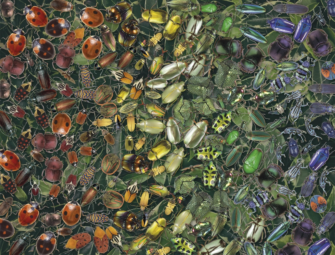 Beetles 1000 Piece Jigsaw Puzzle
