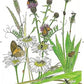 Arthropedia: An Illustrated Alphabet of Invertebrates - Vanna Bartlett