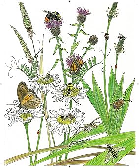 Arthropedia: An Illustrated Alphabet of Invertebrates - Vanna Bartlett