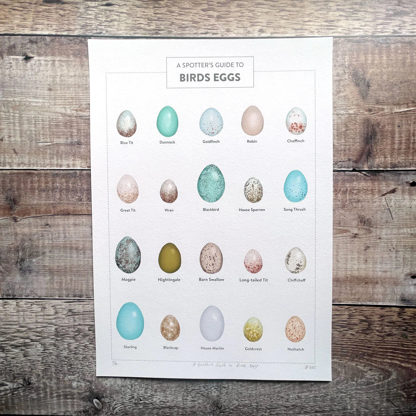 A Spotter's Guide to Birds Eggs - limited-edition, giclee print