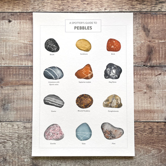 A Spotter's Guide to Pebbles - limited-edition, giclee print