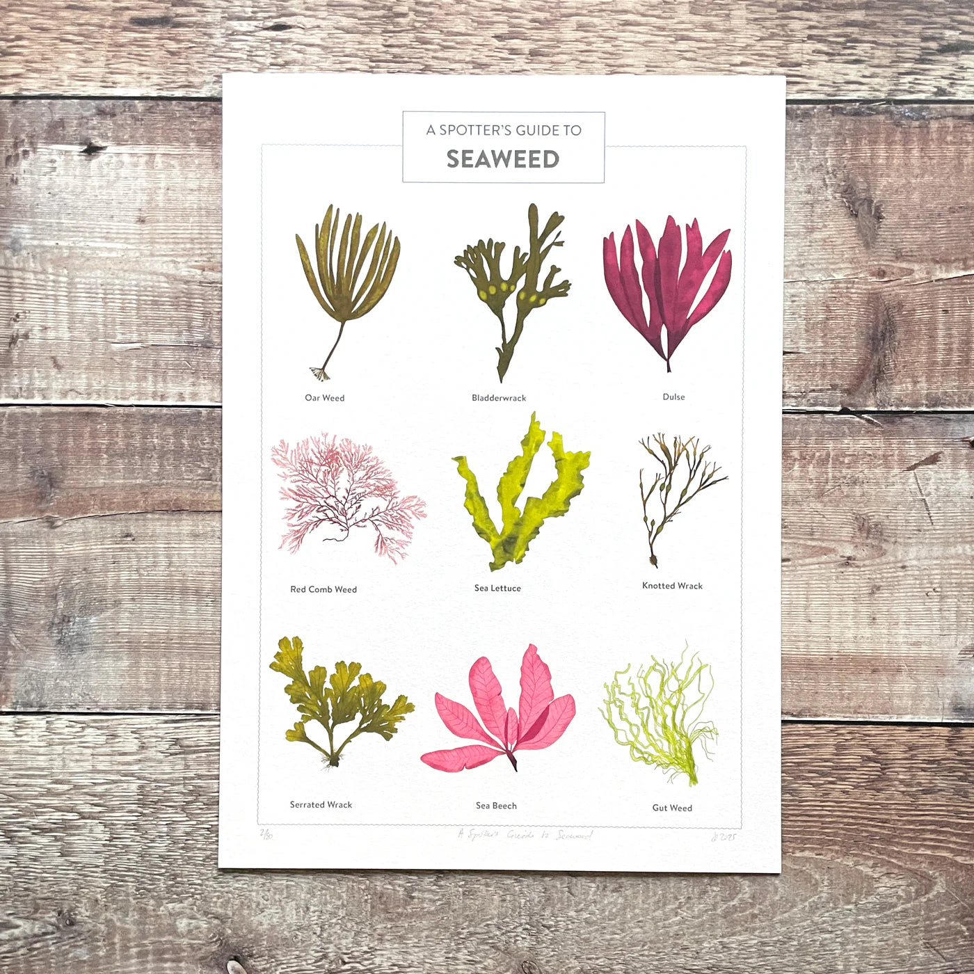 A Spotter's Guide to Seaweed - limited-edition, giclee print