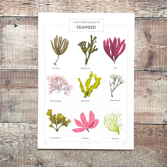 A Spotter's Guide to Seaweed - limited-edition, giclee print