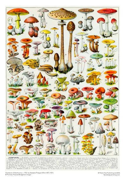 Mushrooms & Fungi 1000-piece Jigsaw Puzzle - Adolphe Philippe Millot