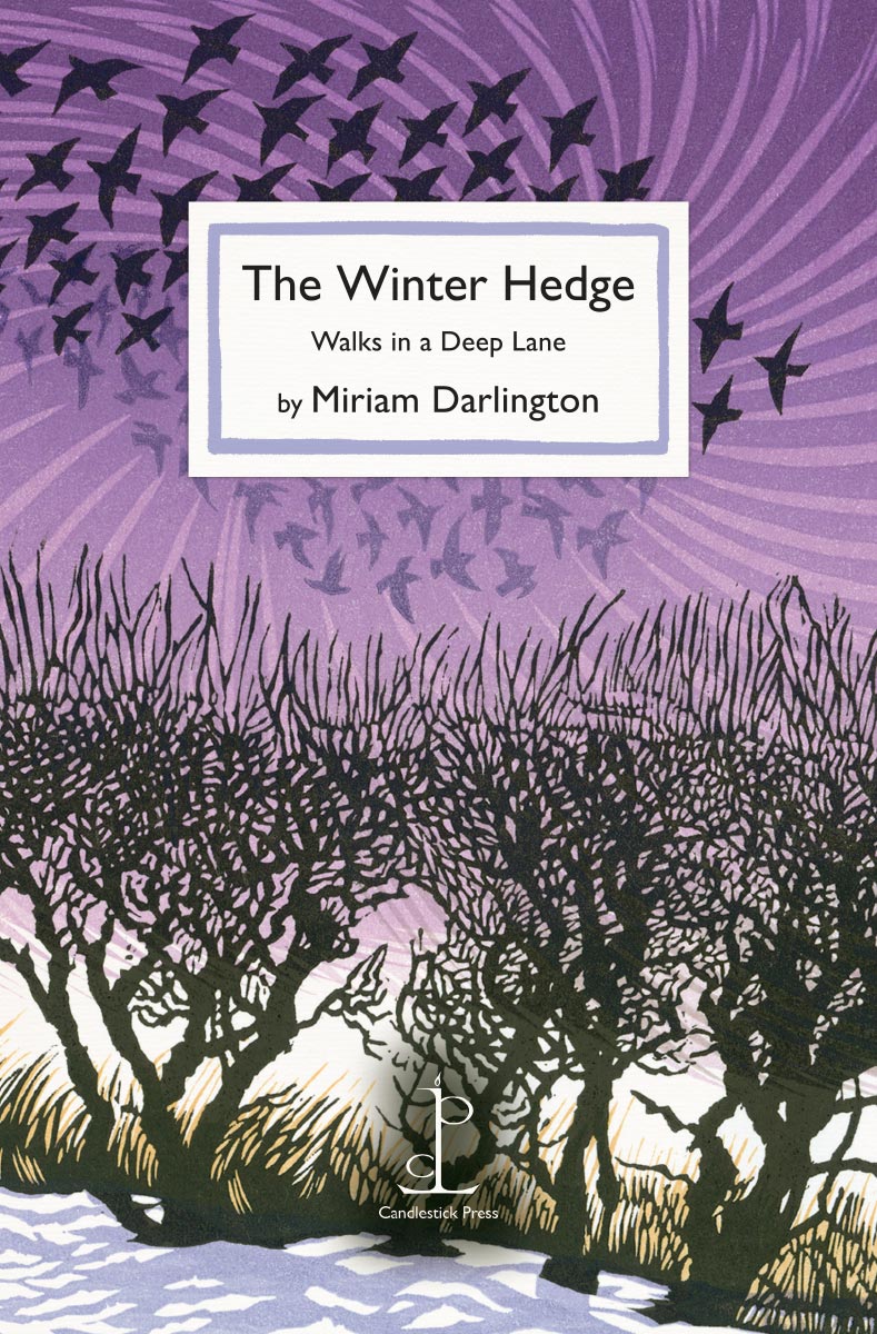 The Winter Hedge: Walks in a Deep Lane - Miriam Darlington